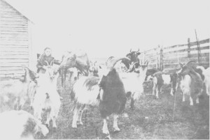 Ida Brandtfjell (f. 1895) er gjeterjente på en seter ved Stordal og har mange dyr å passe på. Geitholdet i Tydal økte etter 1900, og geitost var en viktig salgsvare.