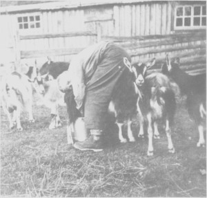 Gjetergutt Ivar Kirkvold (f. 1927) måtte lære seg til å mjølke geitene på Svartåvollen.