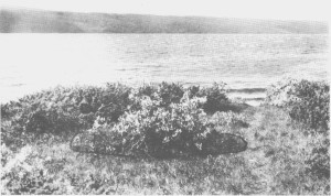  Det er ikke alltid lett å tolke spora i naturen. Dette bildet fra Gjetneset ved Stugusjøen kan vise en gravhaug. Det er ikke gjort gravfunn på stedet, men derimot andre løsfunn og kolrester som kan tyde på at det har vært en boplass her så tidlig som i steinalderen. Bildet er tatt i 1933.