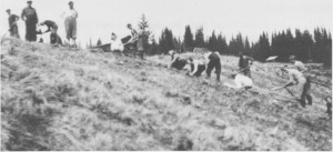  Skogplanting i 1951 på kommunens eiendom i Åsdal.