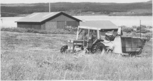 Moderne slåttonn utføres av én mann med traktor og fôrhøster. Magnus Rotvold i Stugudal holder på med silo slåtten i juli 1987.